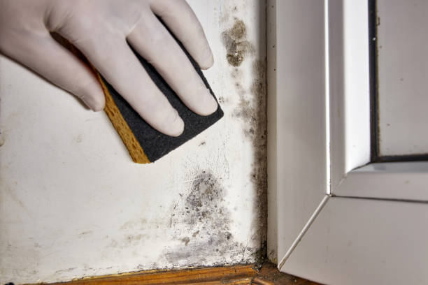 Best Emergency Mold Remediation  in Malvern, OH